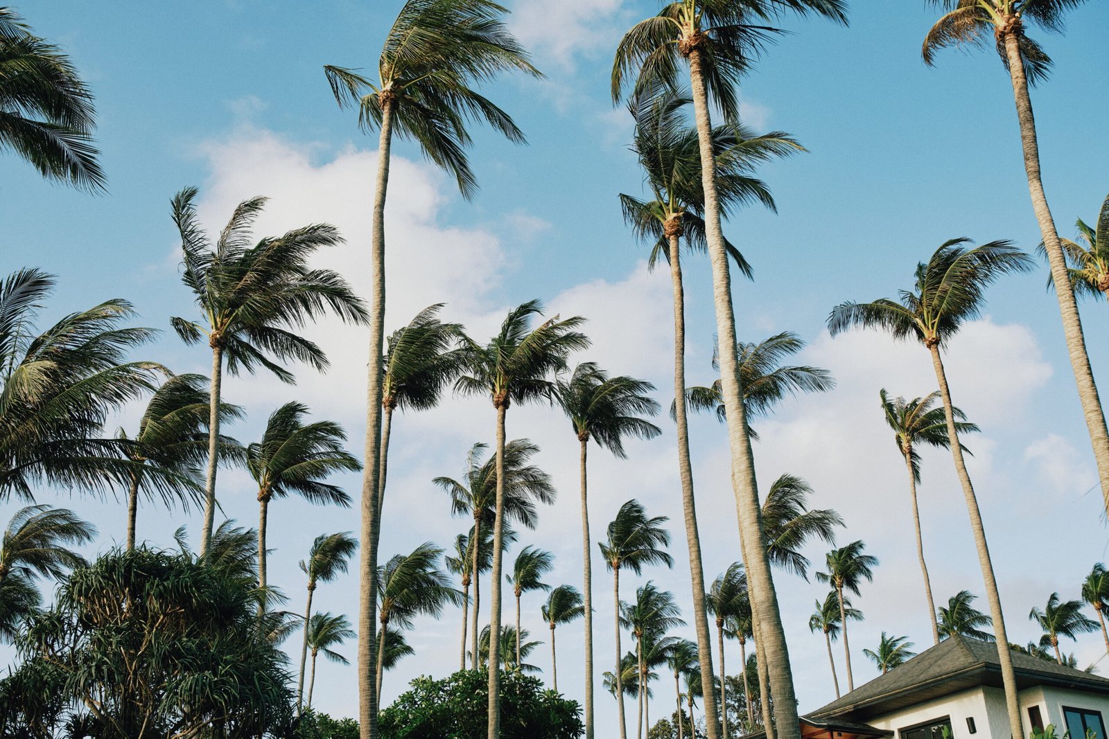 Film photography guide